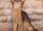 Aisidora - Abyssinian Cat For Sale - Pembroke Pines&comma; FL&comma; US