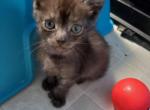 Black smoke - Highlander Cat For Sale - Frenchtown&comma; MI&comma; US