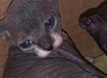 RESERVED Jessica Tuxedo female - Sphynx Cat For Sale - San Antonio&comma; TX&comma; US