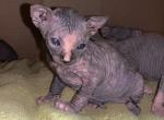 RESERVED Hensley Tortoiseshell female RESERVED - Sphynx Cat For Sale - San Antonio&comma; TX&comma; US