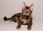 Solovey - Bengal Cat For Sale - Pembroke Pines&comma; FL&comma; US
