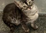 Silver charcoal - Bengal Cat For Sale - Litchfield&comma; IL&comma; US
