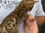 Brown female - Bengal Cat For Sale - Litchfield&comma; IL&comma; US