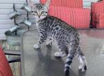 Blue collar silver male - Bengal Cat For Sale - Litchfield&comma; IL&comma; US