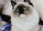 Valentina - Ragdoll Cat For Sale - Pembroke Pines&comma; FL&comma; US