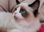Barbara - Ragdoll Cat For Sale - Pembroke Pines&comma; FL&comma; US