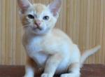 Apricot - Burmese Cat For Sale - Pembroke Pines&comma; FL&comma; US