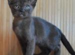 Baldr - Burmese Cat For Sale - Pembroke Pines&comma; FL&comma; US