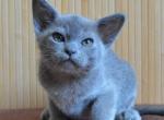 Brimir - Burmese Cat For Sale - Pembroke Pines&comma; FL&comma; US