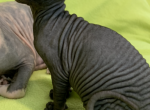 RESERVED Ozzy Black male - Sphynx Cat For Sale - San Antonio&comma; TX&comma; US