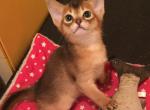Gretta - Abyssinian Cat For Sale - Pembroke Pines&comma; FL&comma; US