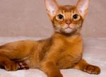 Lanvin - Abyssinian Cat For Sale - Pembroke Pines&comma; FL&comma; US