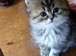 Lovable Tabby Persian CFA Registered Kitten - Persian Cat For Sale - Perry&comma; FL&comma; US