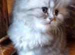 Sweet Blue Silver Tabby Registered - Persian Cat For Sale - Perry&comma; FL&comma; US