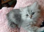 Adorable Blue Silver Tabby Persian Registered - Persian Cat For Sale - Perry&comma; FL&comma; US