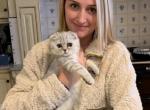 LUXURY SCOTTISH FOLDS - Scottish Fold Kitten For Sale - Grand Rapids&comma; MI&comma; US