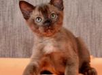 Houston - Burmese Cat For Sale - Pembroke Pines&comma; FL&comma; US