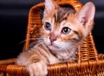 Ultron - Bengal Cat For Sale - Pembroke Pines&comma; FL&comma; US
