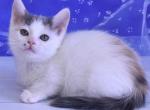 Katherine - Munchkin Cat For Sale - Pembroke Pines&comma; FL&comma; US