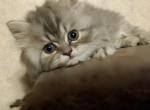 Cute Playful CFA Registered Silver Tabby Persian - Persian Cat For Sale - Perry&comma; FL&comma; US