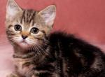 Melanni - Munchkin Cat For Sale - Pembroke Pines&comma; FL&comma; US