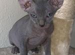 RESERVED  Azul blue male - Sphynx Cat For Sale - San Antonio&comma; TX&comma; US