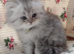 Registered Adorable Blue Silver Tabby - Persian Cat For Sale - Perry&comma; FL&comma; US