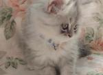 CFA Registered Blue Silver Tabby - Persian Cat For Sale - Perry&comma; FL&comma; US