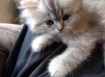 Lovable Blue Silver Tabby CFA Registered - Persian Cat For Sale - Perry&comma; FL&comma; US