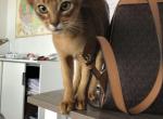 Gordan - Abyssinian Cat For Sale - Pembroke Pines&comma; FL&comma; US