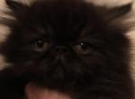 Mr Midnight - Persian Cat For Sale - Atlanta&comma; GA&comma; US