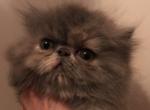 Cocoa Puff - Persian Cat For Sale - Atlanta&comma; GA&comma; US