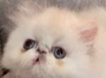 Cashmere - Persian Cat For Sale - Atlanta&comma; GA&comma; US