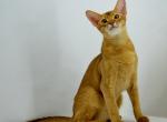 Charlie - Abyssinian Cat For Sale - Pembroke Pines&comma; FL&comma; US