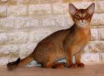 Galateya - Abyssinian Cat For Sale - Pembroke Pines&comma; FL&comma; US