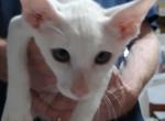 Ben  White Male Peterbald - Peterbald Cat For Sale - Dallas&comma; TX&comma; US