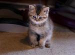 Scottish - Scottish Straight Cat For Sale - Brooklyn&comma; NY&comma; US