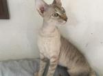 Taco - Peterbald Cat For Sale - Dallas&comma; TX&comma; US