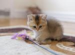 Golden Kitty - Scottish Straight Cat For Sale - Brooklyn&comma; NY&comma; US