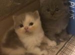 TruBalooScots Kitten for sale female TRICOLOR - Scottish Fold Cat For Sale - Jobstown&comma; NJ&comma; US