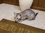 F3 Savannah Silver Female - Savannah Cat For Sale - New Holland&comma; PA&comma; US