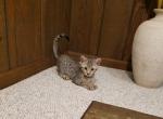 F3 Savannah Silver Brown Male - Savannah Cat For Sale - New Holland&comma; PA&comma; US
