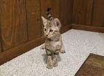 F3 Savannah Silver Brown - Savannah Cat For Sale - New Holland&comma; PA&comma; US