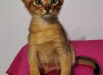 Moris - Abyssinian Cat For Sale - Pembroke Pines&comma; FL&comma; US