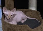 Conan Red Male Tabby - Sphynx Cat For Sale - San Antonio&comma; TX&comma; US