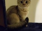 Scottish little girl - Scottish Straight Cat For Sale - Brooklyn&comma; NY&comma; US