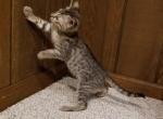 F3 Savannah Kitten Silver Male - Savannah Cat For Sale - New Holland&comma; PA&comma; US