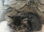 Midnights August Litter - Munchkin Cat For Sale - Salem&comma; OR&comma; US