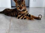 Berica - Bengal Cat For Sale - Pembroke Pines&comma; FL&comma; US