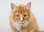 UA Mazurka Jeez - Maine Coon Cat For Sale - Brooklyn&comma; NY&comma; US